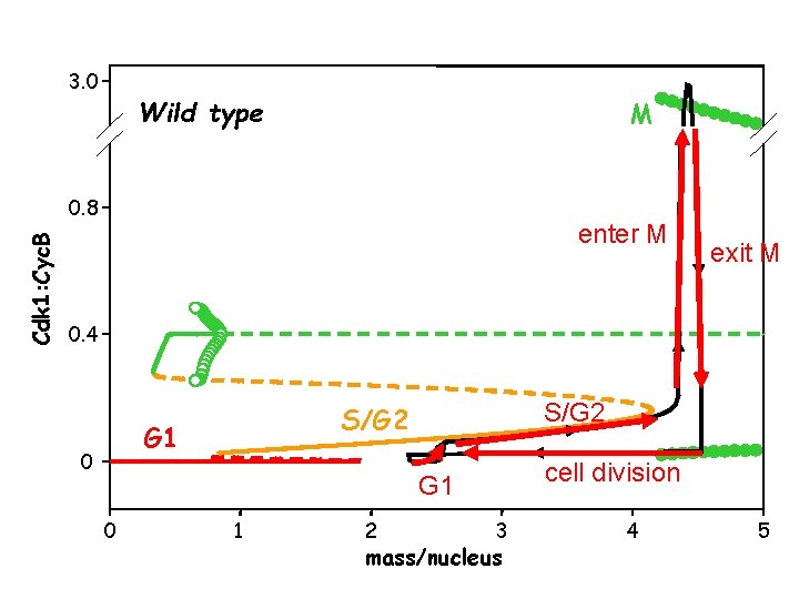3. 0 Wild type M Cdk 1: Cyc. B 0. 8 enter M exit 3. 0 Wild type M Cdk 1: Cyc. B 0. 8 enter M exit