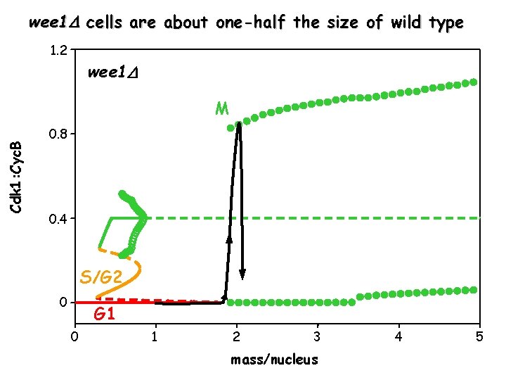 wee 1 cells are about one-half the size of wild type 1. 2 wee wee 1 cells are about one-half the size of wild type 1. 2 wee
