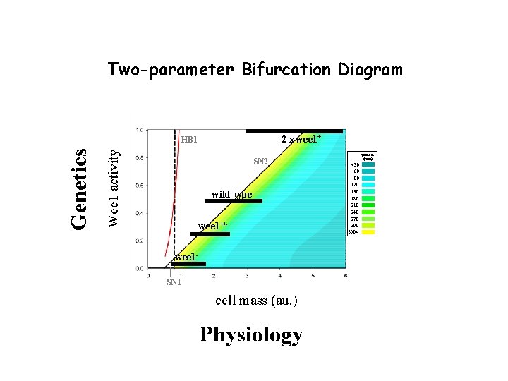 Two-parameter Bifurcation Diagram 2 x wee 1+ HB 1 Wee 1 activity Genetics B Two-parameter Bifurcation Diagram 2 x wee 1+ HB 1 Wee 1 activity Genetics B