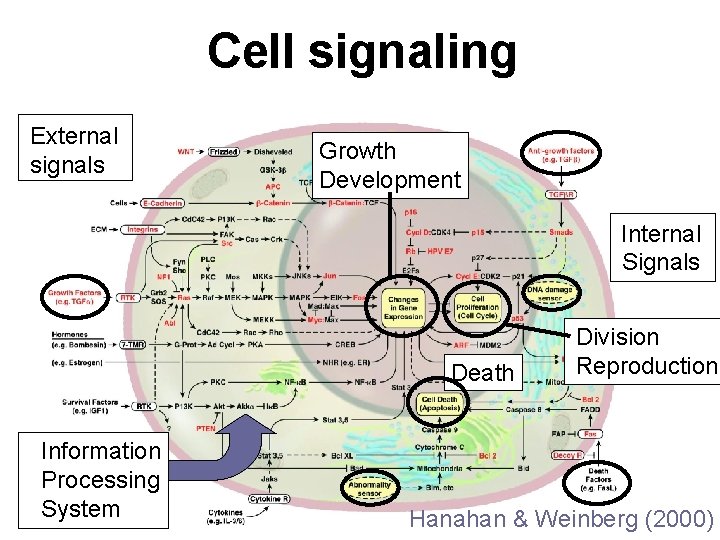 Cell signaling External signals Growth Development Internal Signals Death Information Processing System Division Reproduction Cell signaling External signals Growth Development Internal Signals Death Information Processing System Division Reproduction