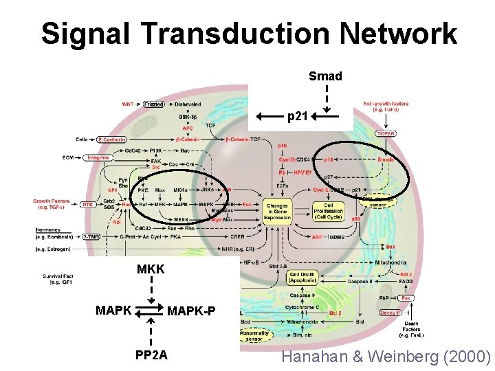 Signal Transduction Network Smad p 21 MKK MAPK-P PP 2 A Hanahan & Weinberg Signal Transduction Network Smad p 21 MKK MAPK-P PP 2 A Hanahan & Weinberg