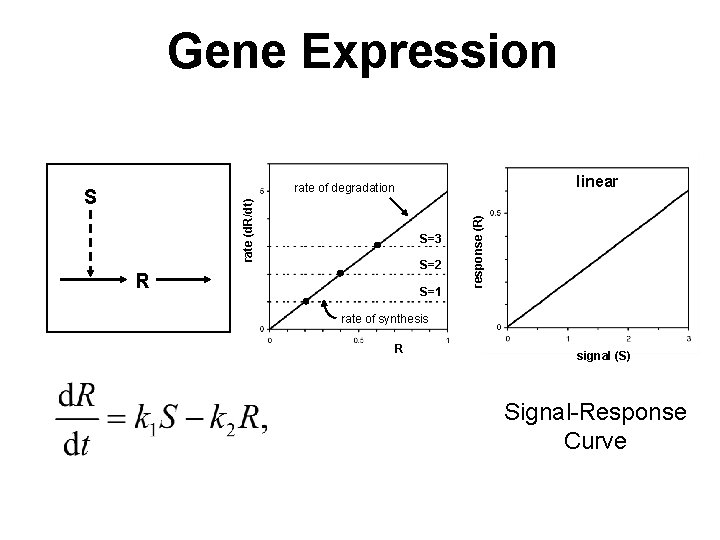 Gene Expression linear rate (d. R/dt) S S=3 S=2 R S=1 response (R) rate Gene Expression linear rate (d. R/dt) S S=3 S=2 R S=1 response (R) rate