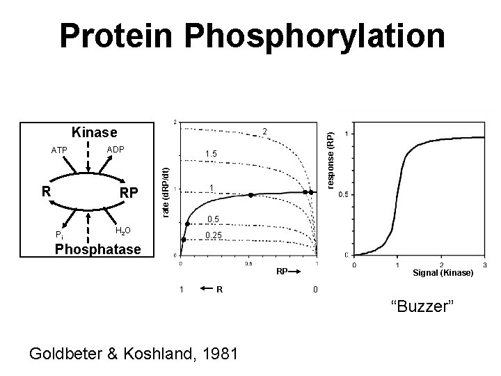Protein Phosphorylation Kinase RP Pi response (RP) R ADP 1. 5 rate (d. RP/dt) Protein Phosphorylation Kinase RP Pi response (RP) R ADP 1. 5 rate (d. RP/dt)