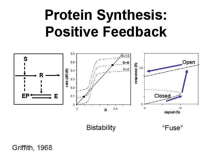 Protein Synthesis: Positive Feedback S=16 S=8 rate (d. R/dt) R EP S=0 Closed E Protein Synthesis: Positive Feedback S=16 S=8 rate (d. R/dt) R EP S=0 Closed E