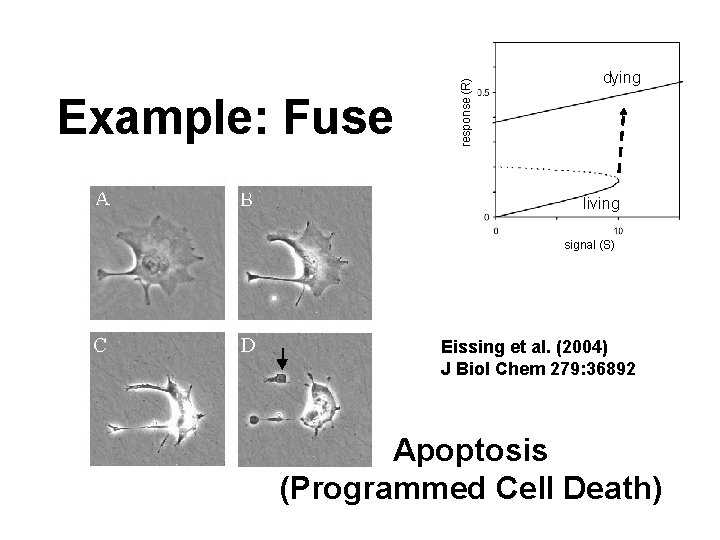 response (R) Example: Fuse dying living signal (S) Eissing et al. (2004) J Biol response (R) Example: Fuse dying living signal (S) Eissing et al. (2004) J Biol