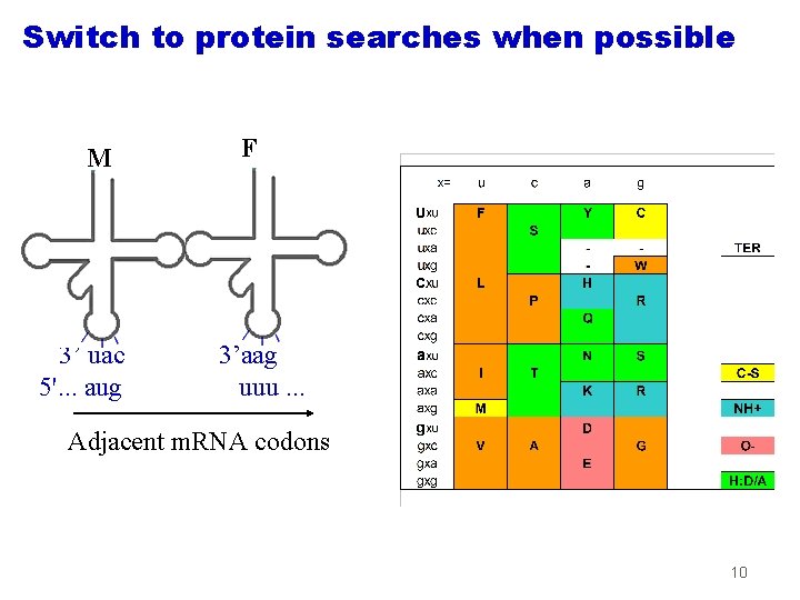 Switch to protein searches when possible M 3’ uac 5'. . . aug F