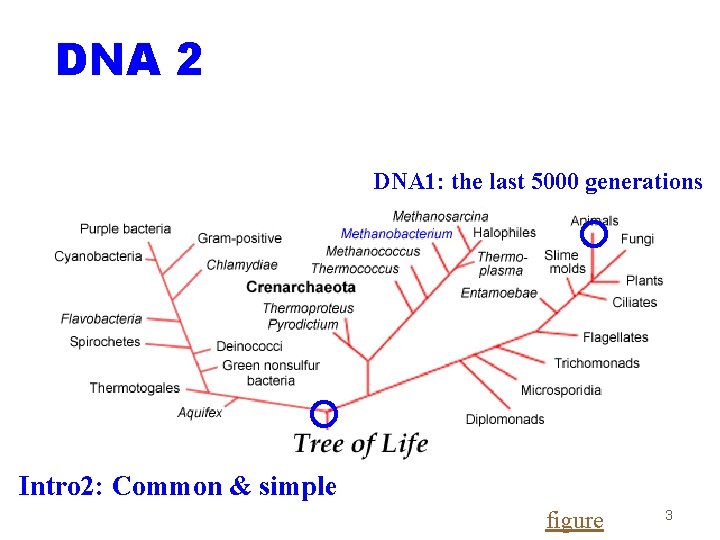 DNA 2 DNA 1: the last 5000 generations Intro 2: Common & simple figure