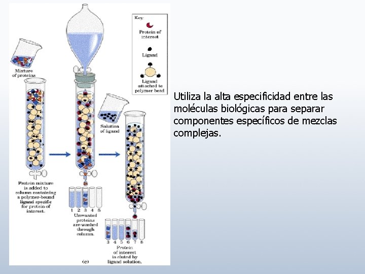 Utiliza la alta especificidad entre las moléculas biológicas para separar componentes específicos de mezclas