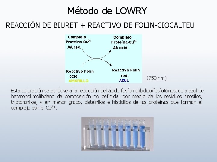 Método de LOWRY REACCIÓN DE BIURET + REACTIVO DE FOLIN-CIOCALTEU (750 nm) Esta coloración