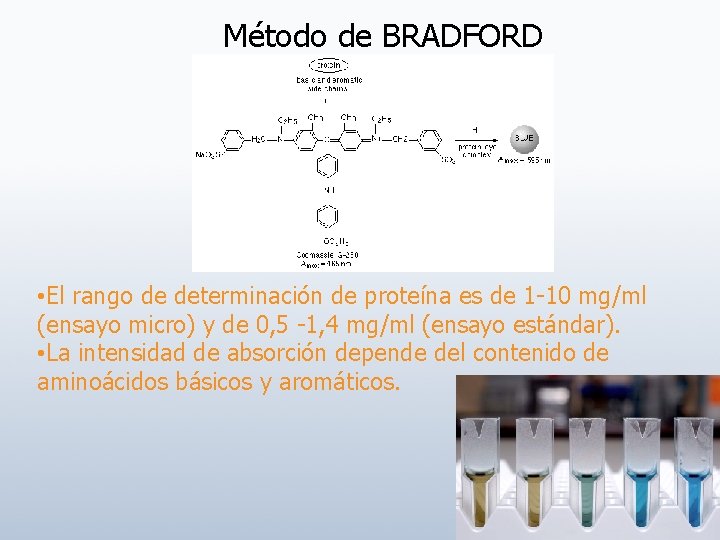Método de BRADFORD • El rango de determinación de proteína es de 1 -10