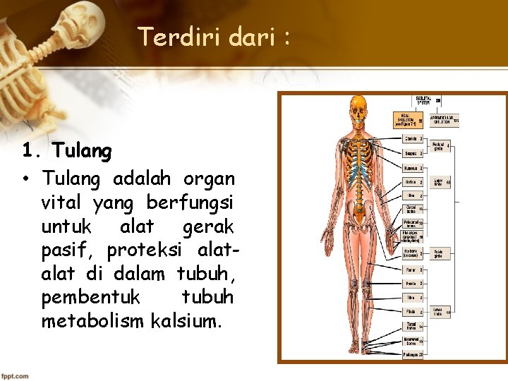 Terdiri dari : 1. Tulang • Tulang adalah organ vital yang berfungsi untuk alat