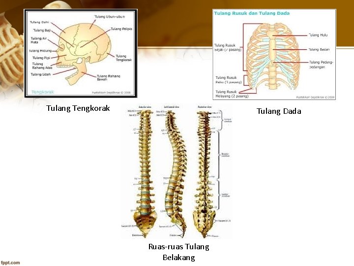 Tulang Tengkorak Tulang Dada Ruas-ruas Tulang Belakang 