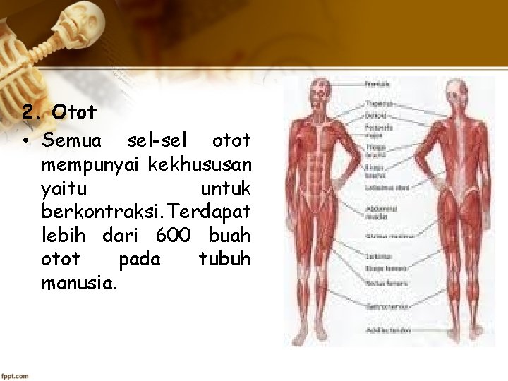 2. Otot • Semua sel-sel otot mempunyai kekhususan yaitu untuk berkontraksi. Terdapat lebih dari