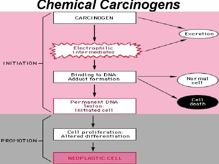 Chemical Carcinogens 