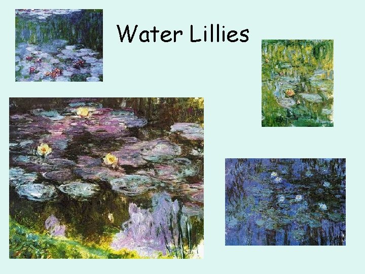 Water Lillies 