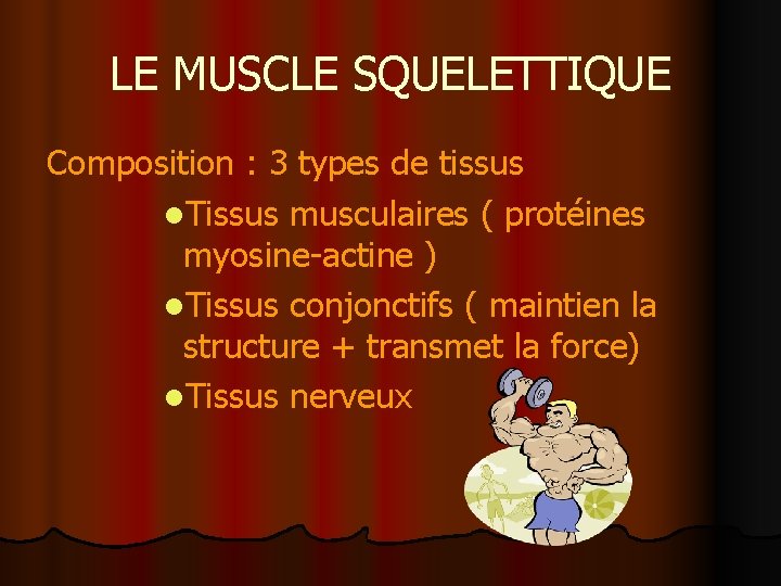 LE MUSCLE SQUELETTIQUE Composition : 3 types de tissus l. Tissus musculaires ( protéines