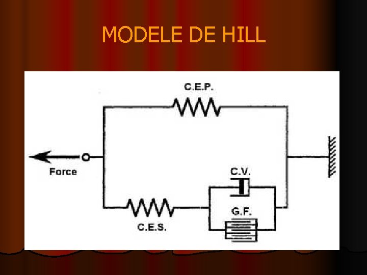 MODELE DE HILL 