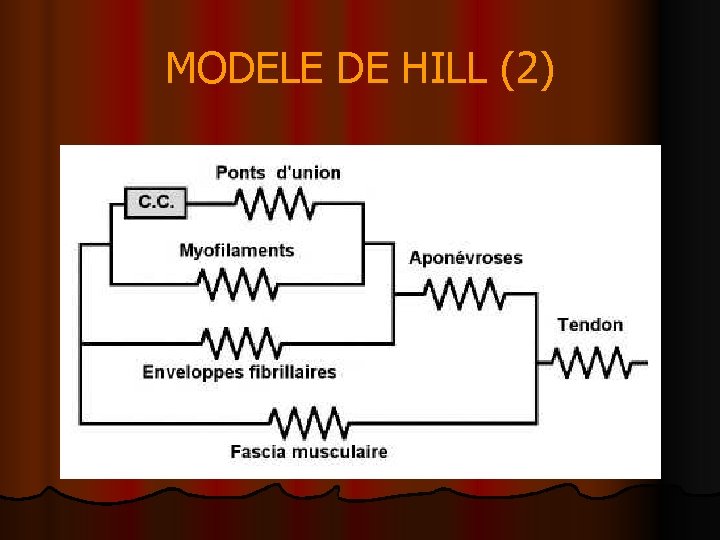 MODELE DE HILL (2) 