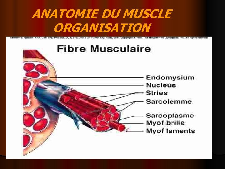 ANATOMIE DU MUSCLE ORGANISATION 