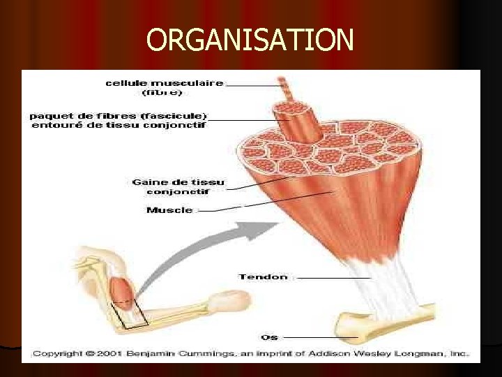 ORGANISATION 