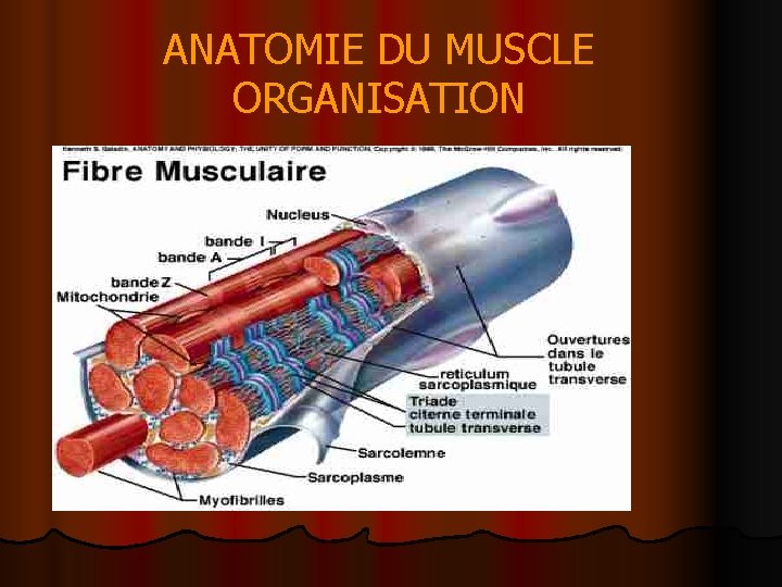 ANATOMIE DU MUSCLE ORGANISATION 