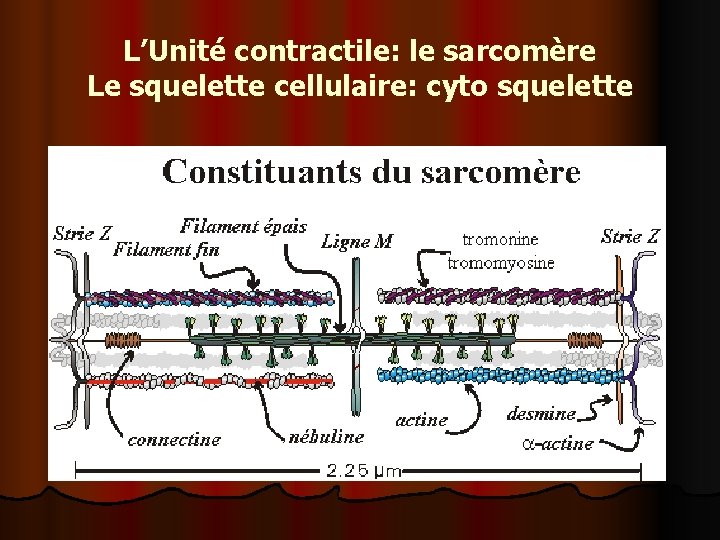 L’Unité contractile: le sarcomère Le squelette cellulaire: cyto squelette 