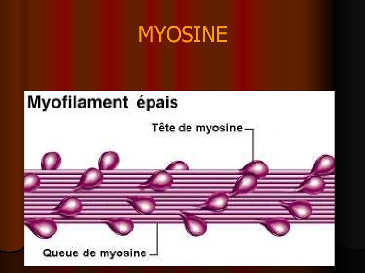 MYOSINE 