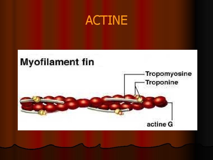 ACTINE 