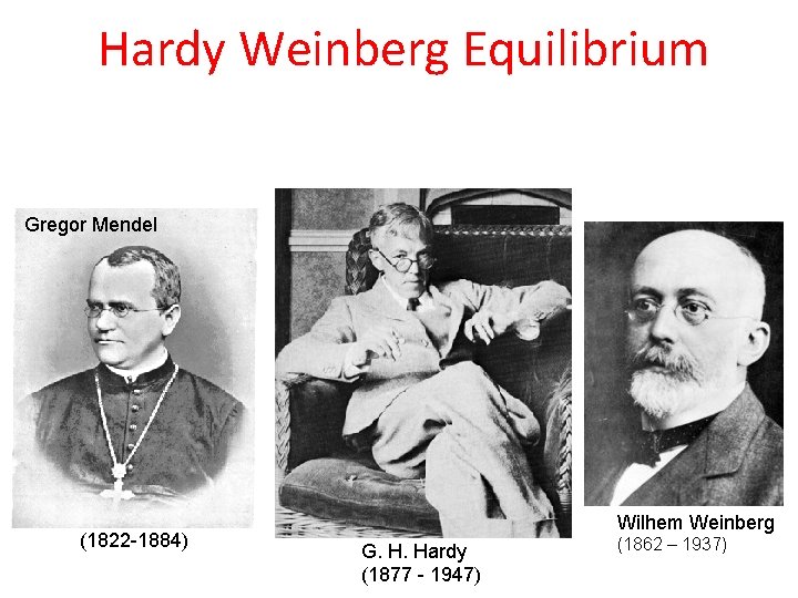 Hardy Weinberg Equilibrium Gregor Mendel (1822 -1884) Wilhem Weinberg G. H. Hardy (1877 -