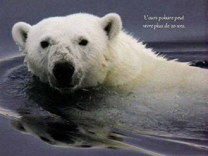 L'ours polaire peut vivre plus de 20 ans. 