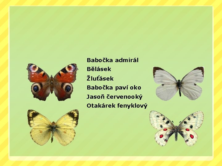Babočka admirál Bělásek Žluťásek Babočka paví oko Jasoň červenooký Otakárek fenyklový 