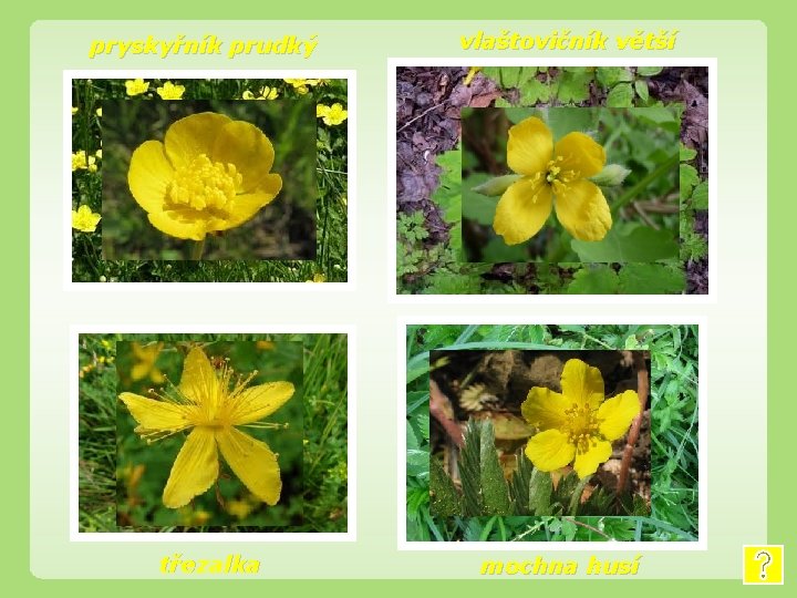 pryskyřník prudký třezalka vlaštovičník větší mochna husí 