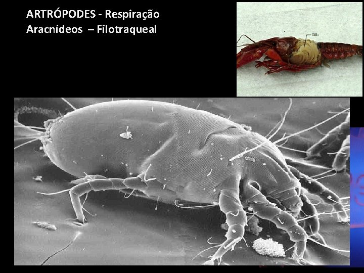 ARTRÓPODES - Respiração Aracnídeos – Filotraqueal 
