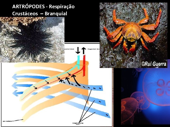 ARTRÓPODES - Respiração Crustáceos – Branquial 