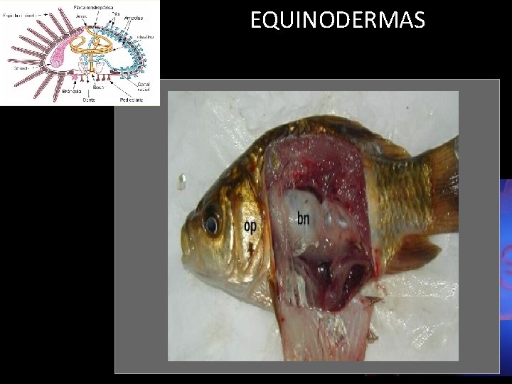 EQUINODERMAS 