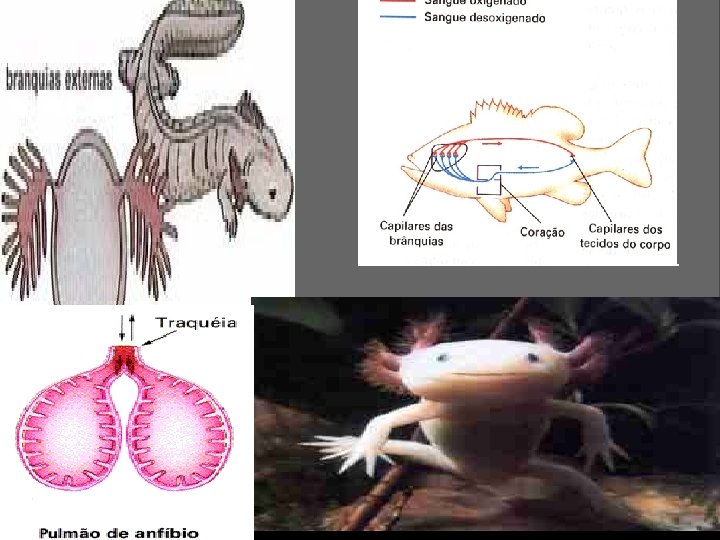 CORDADOS 