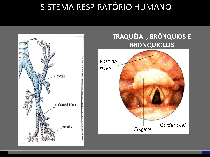 SISTEMA RESPIRATÓRIO HUMANO TRAQUÉIA , BRÔNQUIOS E LARINGE BRONQUÍOLOS FOSSAS NASAIS 