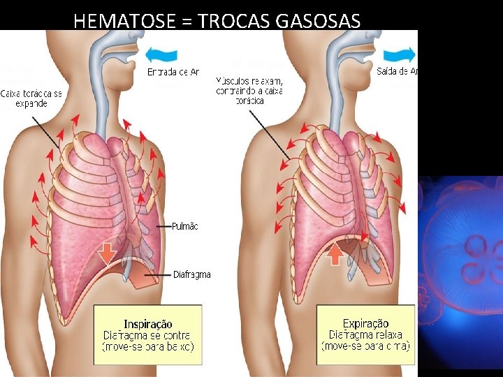 HEMATOSE = TROCAS GASOSAS 