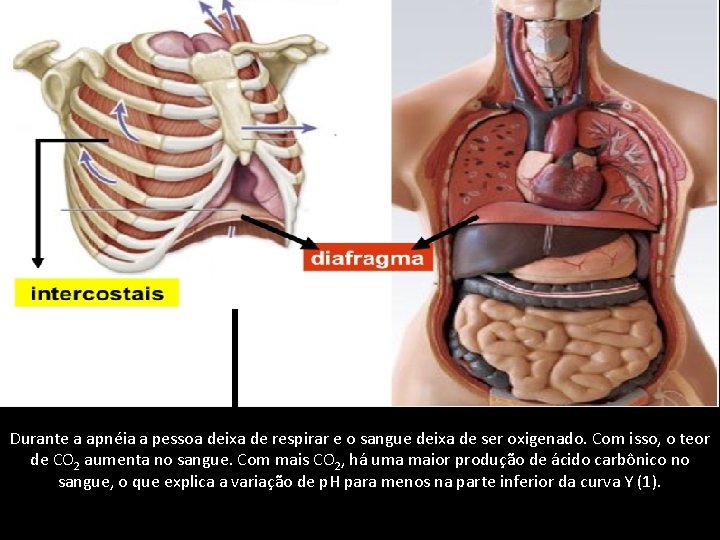 Durante a apnéia a pessoa deixa de respirar e o sangue deixa de ser