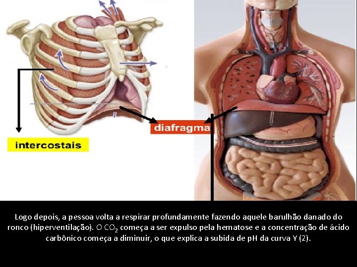 Logo depois, a pessoa volta a respirar profundamente fazendo aquele barulhão danado do ronco