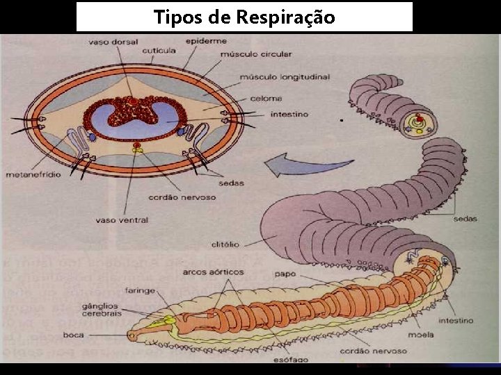 Tipos de Respiração 