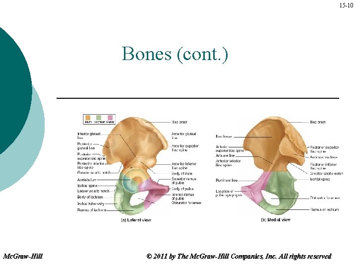 15 -10 Bones (cont. ) Mc. Graw-Hill © 2011 by The Mc. Graw-Hill Companies,