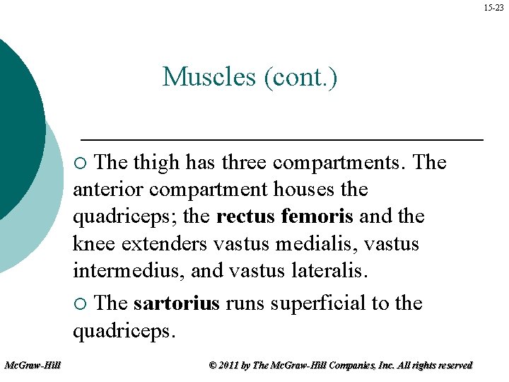 15 -23 Muscles (cont. ) The thigh has three compartments. The anterior compartment houses