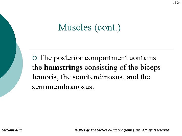 15 -24 Muscles (cont. ) The posterior compartment contains the hamstrings consisting of the