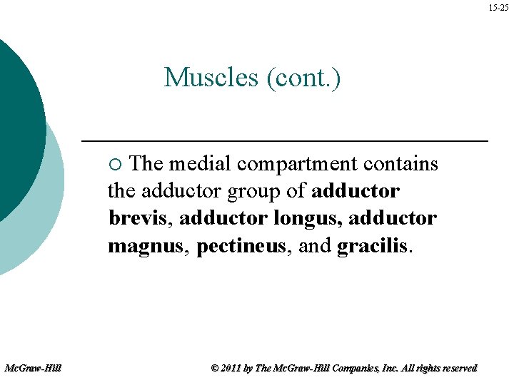 15 -25 Muscles (cont. ) The medial compartment contains the adductor group of adductor