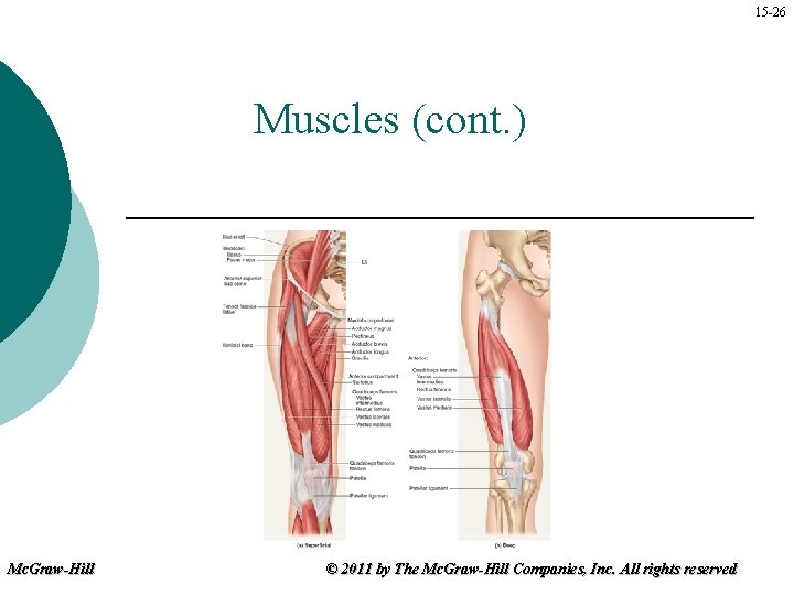 15 -26 Muscles (cont. ) Mc. Graw-Hill © 2011 by The Mc. Graw-Hill Companies,