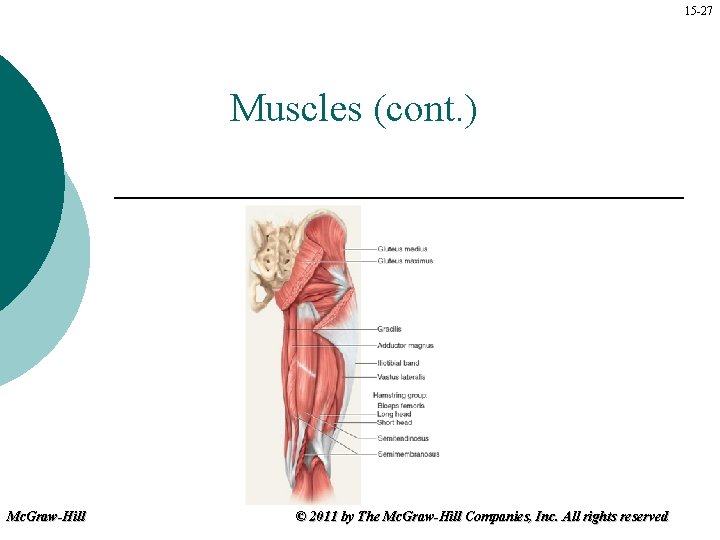 15 -27 Muscles (cont. ) Mc. Graw-Hill © 2011 by The Mc. Graw-Hill Companies,