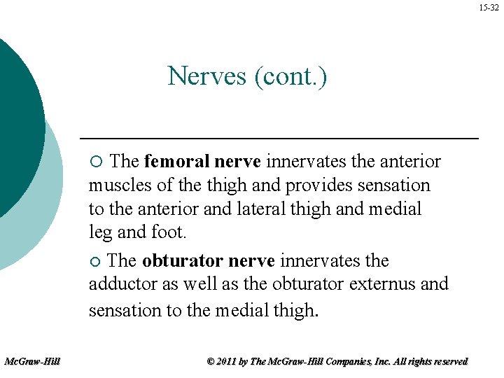 15 -32 Nerves (cont. ) The femoral nerve innervates the anterior muscles of the