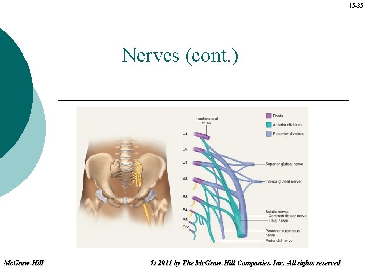 15 -35 Nerves (cont. ) Mc. Graw-Hill © 2011 by The Mc. Graw-Hill Companies,