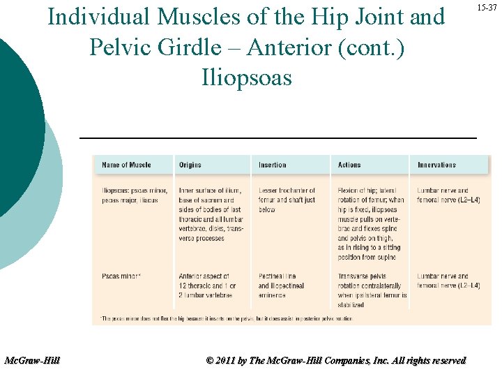 Individual Muscles of the Hip Joint and Pelvic Girdle – Anterior (cont. ) Iliopsoas